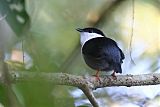 White-bearded Manakin