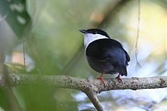 White-bearded Manakin