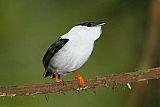 White-bearded Manakin