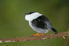 White-bearded Manakin