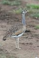 White-bellied Bustard