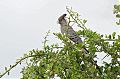 White-bellied Go-away-bird White-bellied Go-away-bird