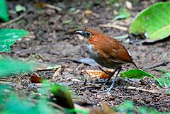 White-bellied Antpitta