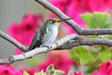 White-bellied Hummingbird