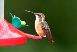 White-bellied Woodstar