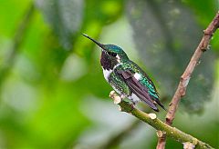 White-bellied Woodstar