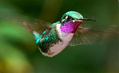 White-bellied Woodstar