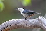 White-breasted Nuthatch