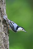 White-breasted Nuthatch