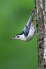 White-breasted Nuthatch