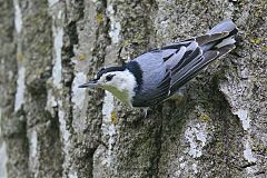 White-breasted Nuthatch