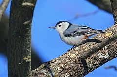 White-breasted Nuthatch