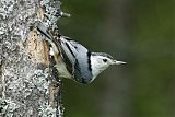 White-breasted Nuthatch