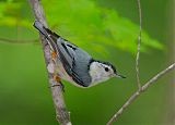 White-breasted Nuthatch