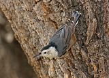 White-breasted Nuthatchborder=