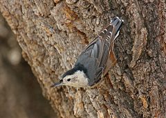 White-breasted Nuthatch