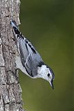 White-breasted Nuthatch