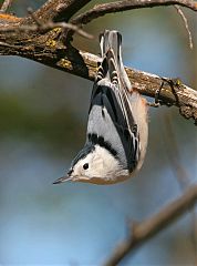 White-breasted Nuthatch