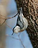 White-breasted Nuthatch