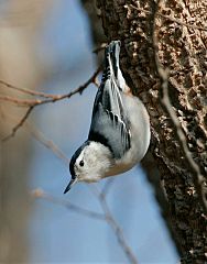 White-breasted Nuthatch