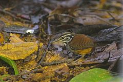 White-breasted Wood-Wren