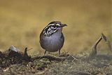 White-breasted Wood-Wren