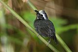 White-browed Antbirdborder=