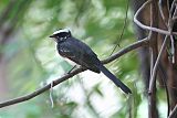 White-browed Fantailborder=