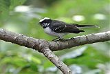 White-browed Fantailborder=