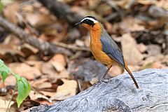 White-browed Robin-Chat