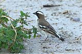 White-browed Sparrow-Weaverborder=