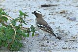 White-browed Sparrow-Weaver