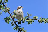 White-browed Sparrow-Weaver