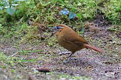 White-browed Spinetail