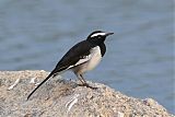 White-browed Wagtailborder=