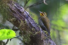 White-browed Woodpecker