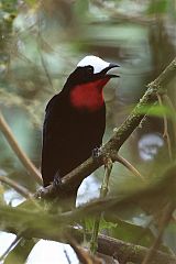 White-capped Tanager