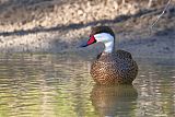 White-cheeked Pintailborder=