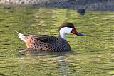White-cheeked Pintailborder=