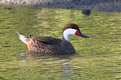 White-cheeked Pintail