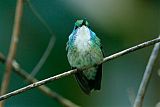 White-chested Emerald