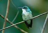 White-chested Emerald