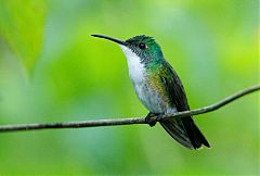 White-chested Emerald