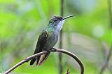 White-chested Emerald