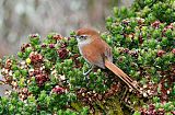 White-chinned Thistletail