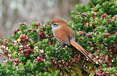 White-chinned Thistletail