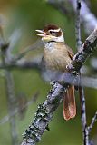 White-collared Foliage-gleaner