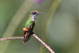 White-crested Coquette