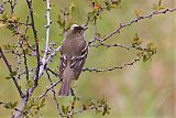 White-crested Elaeniaborder=