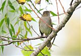 White-crested Elaenia